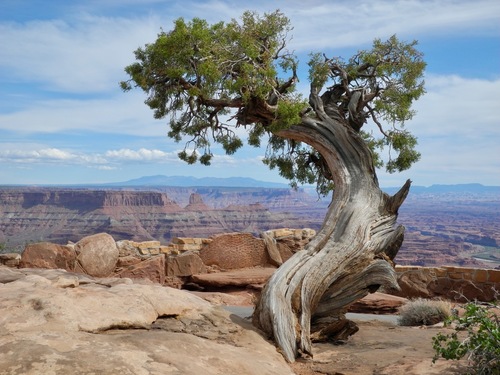 Utah juniper (Juniperus osteosperma)
