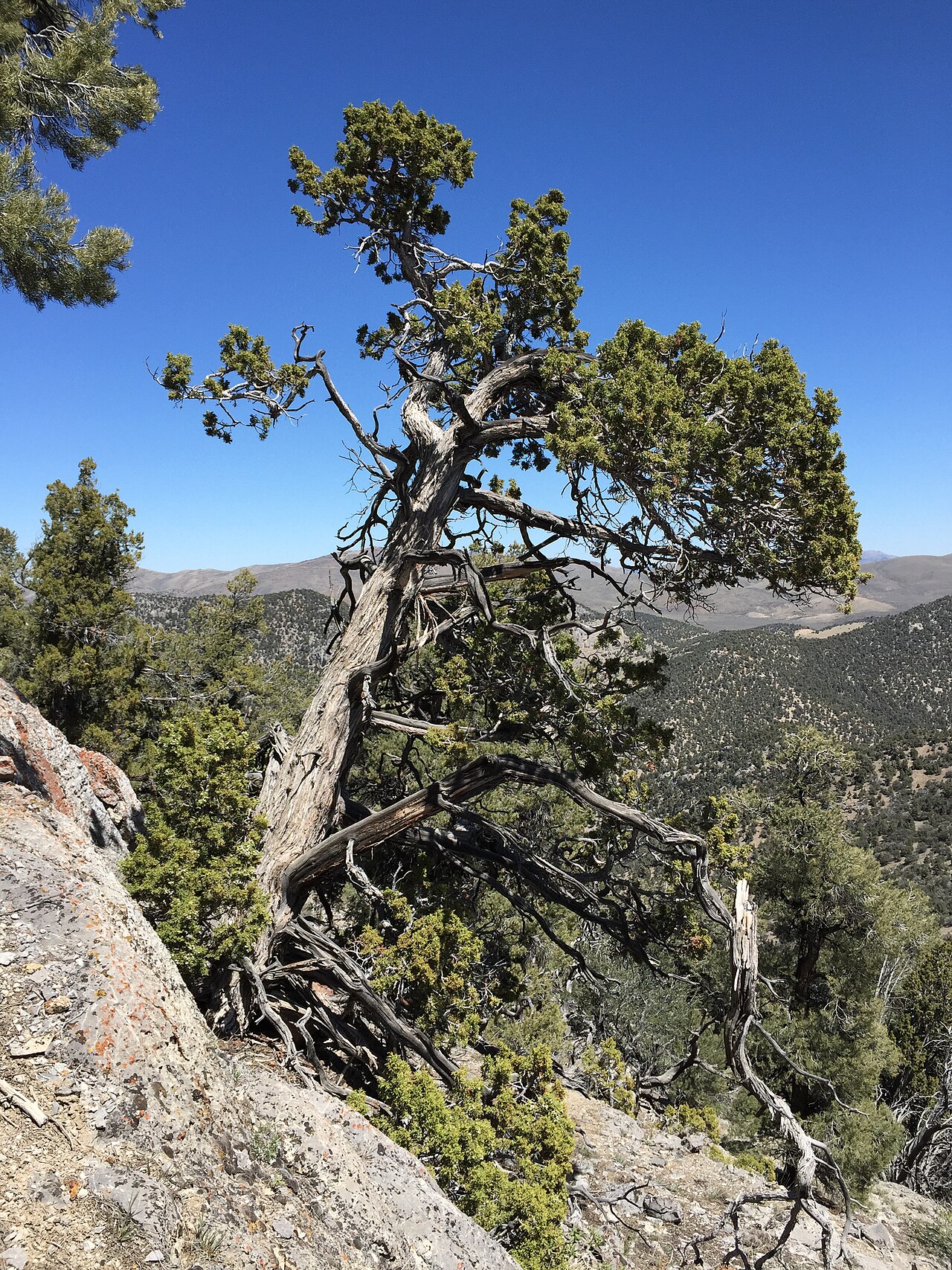 Utah juniper: An older Utah Juniper on the south wall of Maverick Canyon, Nevada