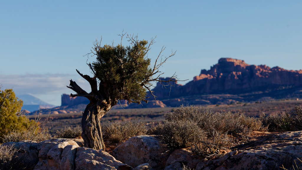 Utah juniper (Juniperus osteosperma)