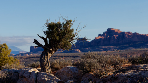 Utah juniper (Juniperus osteosperma)