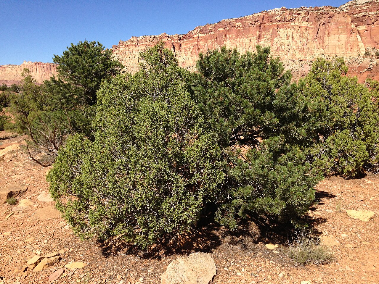 Utah juniper: Juniperus osteosperma and Pinus edulis along Capitol Reef Scenic Drive 5.1 miles from Utah State Route 24