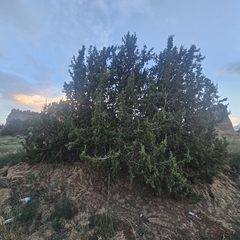 Utah juniper (Juniperus osteosperma)