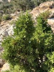 Utah juniper (Juniperus osteosperma)