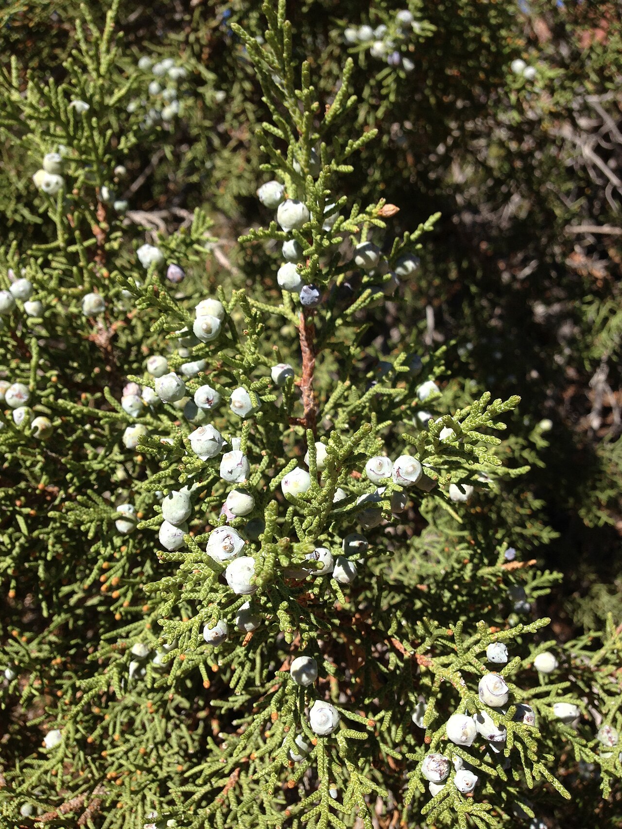 Utah juniper: Closeup of Juniperus osteosperma along Capitol Reef Scenic Drive 5.1 miles from Utah State Route 24