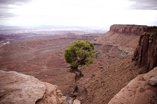Utah juniper (Juniperus osteosperma)