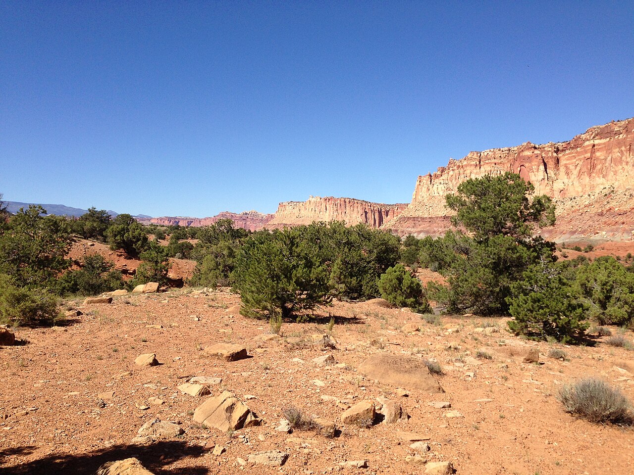 Utah juniper: Juniperus osteosperma and Pinus edulis along Capitol Reef Scenic Drive 5.1 miles from Utah State Route 24