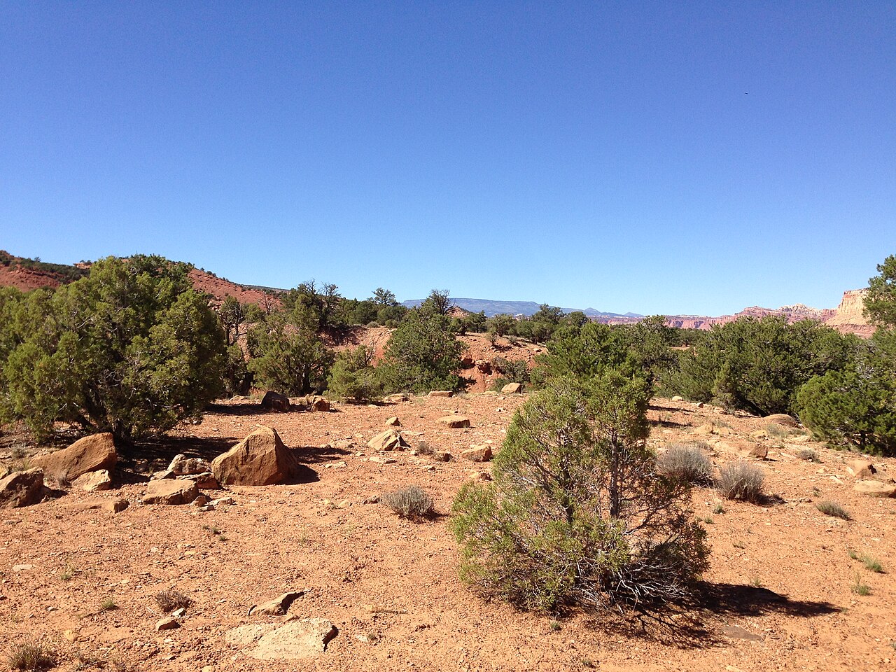 Utah juniper: Juniperus osteosperma and Pinus edulis along Capitol Reef Scenic Drive 5.1 miles from Utah State Route 24