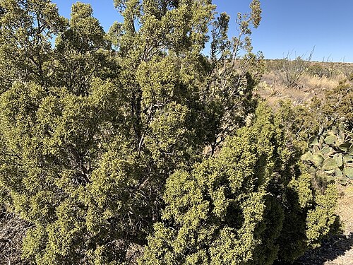 Pinchot's juniper: Photo of Redberry Juniper