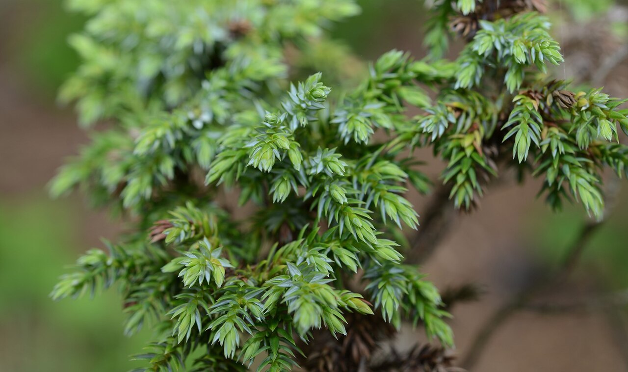 Ping's juniper: Juniperus squamata var. wilsonii (syn. J. pingii var. wilsonii ). Species of conifer.
