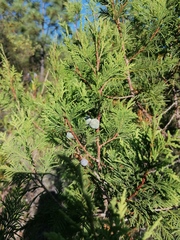Juniperus poblana (Juniperus poblana)
