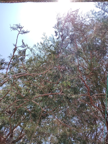 Juniperus poblana (Juniperus poblana)