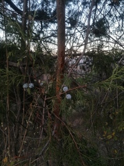 Juniperus poblana (Juniperus poblana)