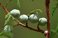 Juniperus poblana (Juniperus poblana)