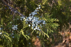 Juniperus poblana (Juniperus poblana)