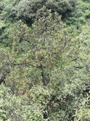 Juniperus poblana (Juniperus poblana)