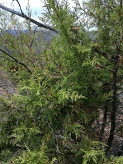 Juniperus poblana (Juniperus poblana)