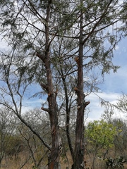 Juniperus poblana (Juniperus poblana)