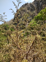 Juniperus poblana (Juniperus poblana)