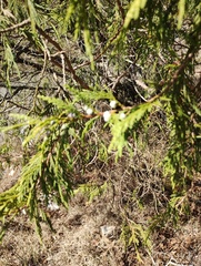 Juniperus poblana (Juniperus poblana)