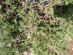 Juniperus poblana (Juniperus poblana)