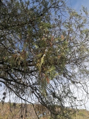 Juniperus poblana (Juniperus poblana)