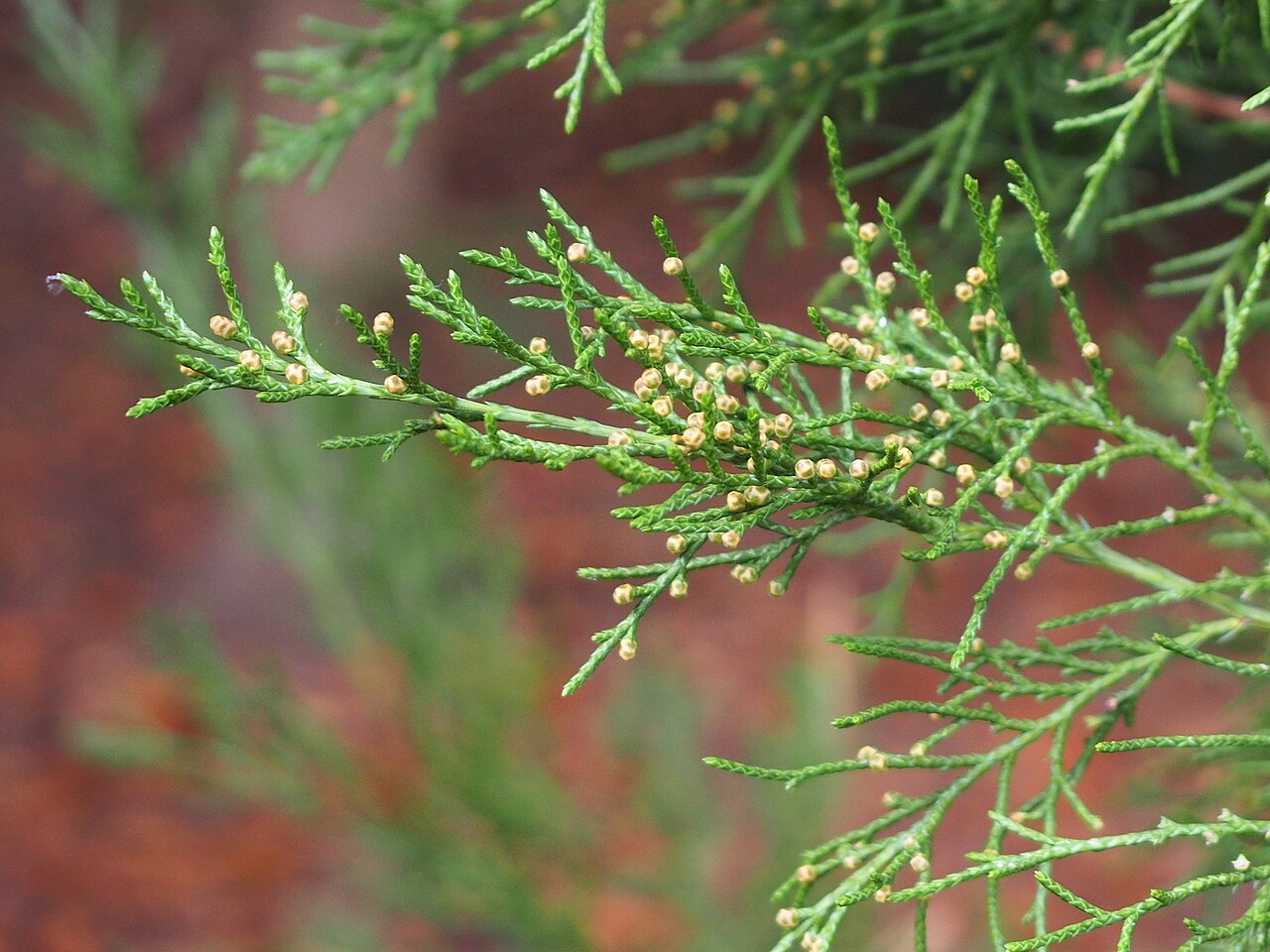 Dwarf black juniper: Juniperus pseudosabina cultivated in Wrocław University Botanical Garden, Wrocław, Poland.