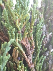 Dwarf black juniper (Juniperus pseudosabina)
