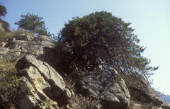 Dwarf black juniper (Juniperus pseudosabina)