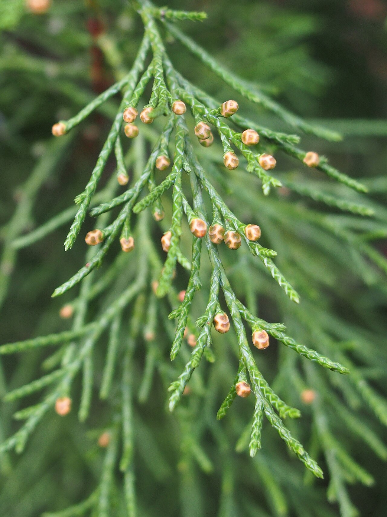 Dwarf black juniper: Juniperus pseudosabina cultivated in Wrocław University Botanical Garden, Wrocław, Poland.