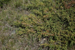 Dwarf black juniper (Juniperus pseudosabina)
