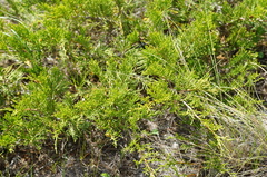 Dwarf black juniper (Juniperus pseudosabina)
