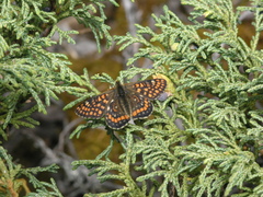 Dwarf black juniper (Juniperus pseudosabina)