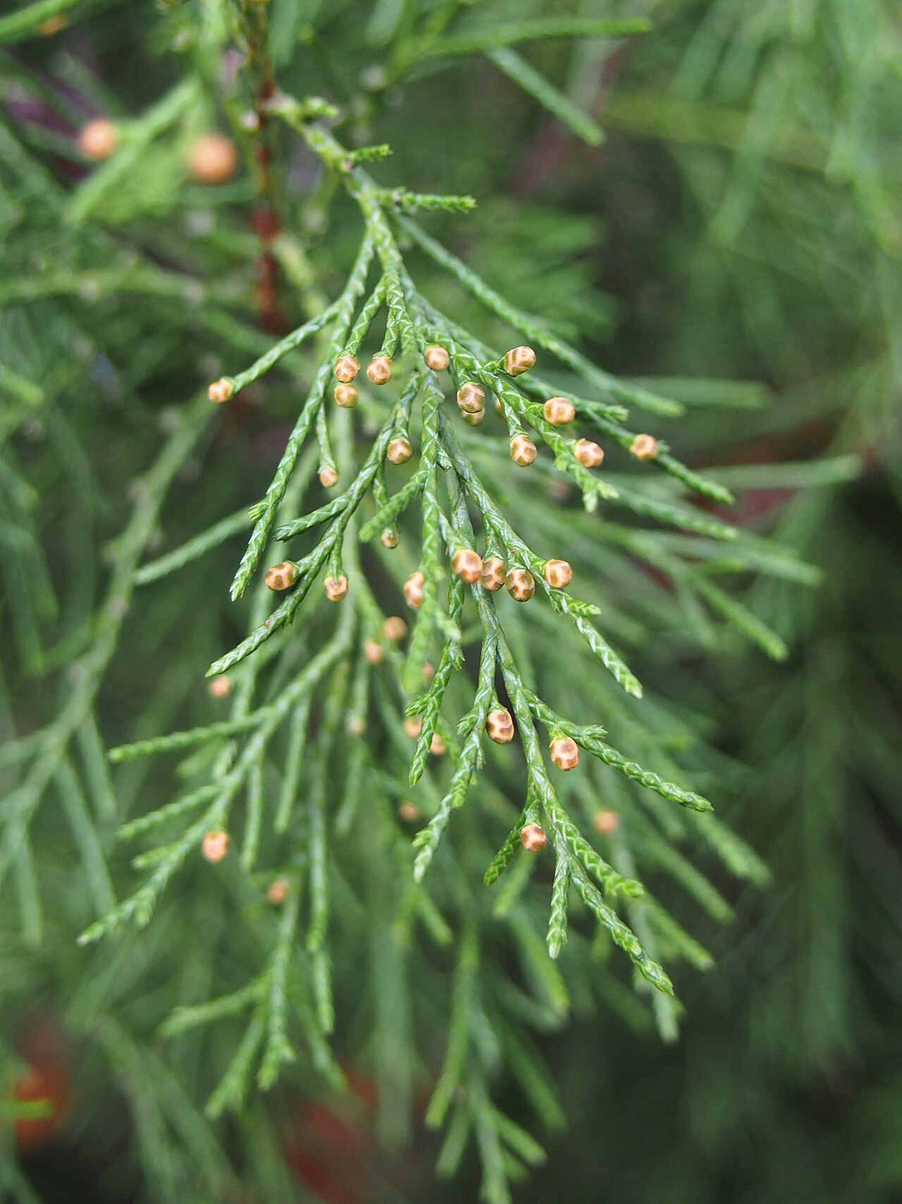 Dwarf black juniper: Juniperus pseudosabina cultivated in Wrocław University Botanical Garden, Wrocław, Poland.