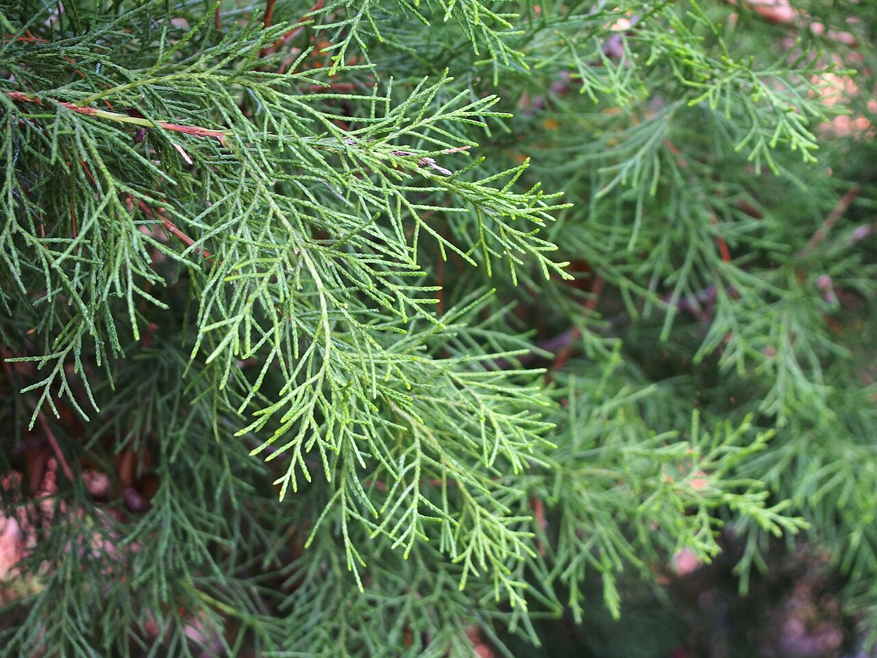 Dwarf black juniper: Juniperus pseudosabina cultivated in Wrocław University Botanical Garden, Wrocław, Poland.