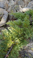 Dwarf black juniper (Juniperus pseudosabina)