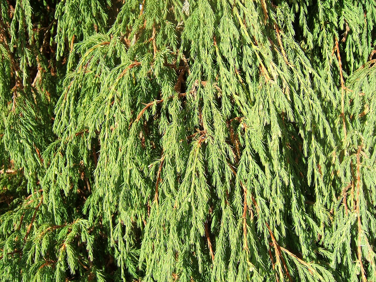 Drooping juniper: Juniperus recurva cultivated in Britain