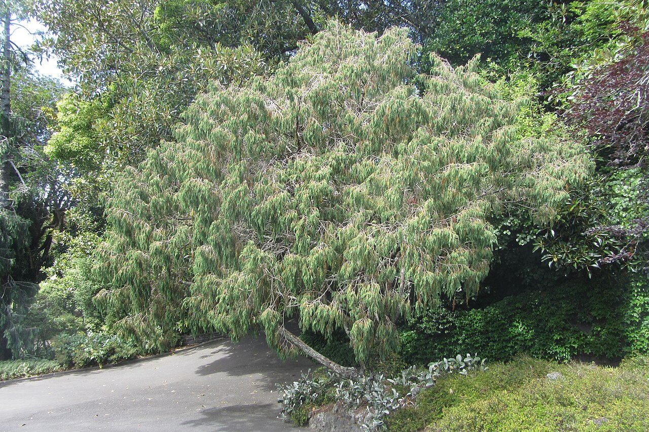 Drooping juniper (Juniperus recurva)