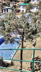 Drooping juniper (Juniperus recurva)