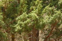 Drooping juniper (Juniperus recurva)