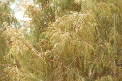 Drooping juniper (Juniperus recurva)