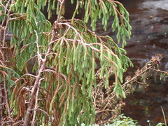 Drooping juniper (Juniperus recurva)