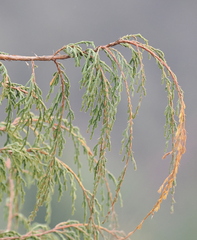 Drooping juniper (Juniperus recurva)