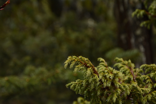 Drooping juniper (Juniperus recurva)