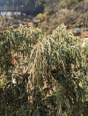 Drooping juniper (Juniperus recurva)