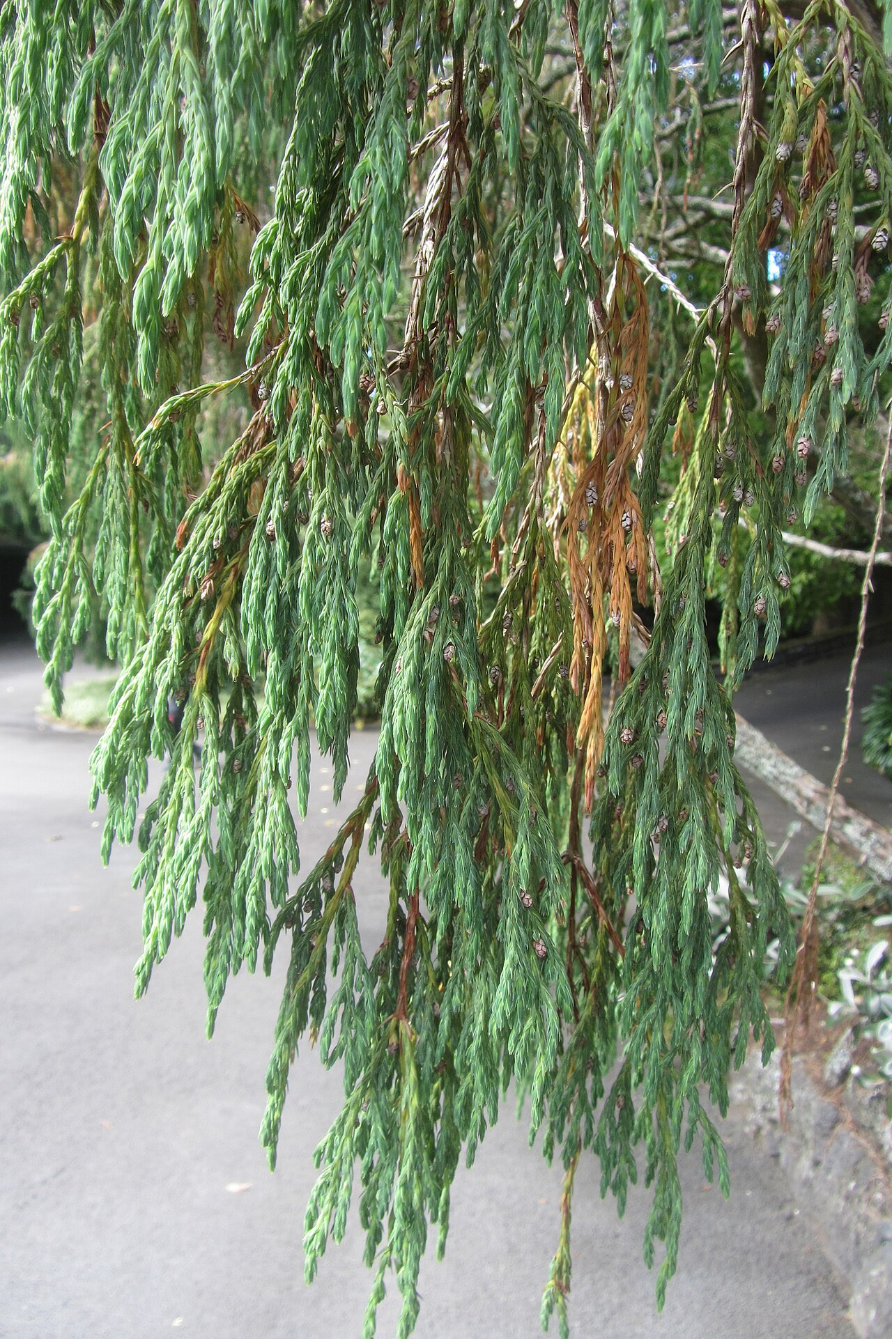 Drooping juniper (Juniperus recurva)