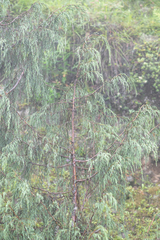 Drooping juniper (Juniperus recurva)