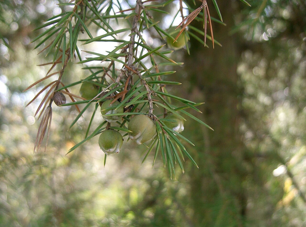 Temple juniper: Juniperus rigida