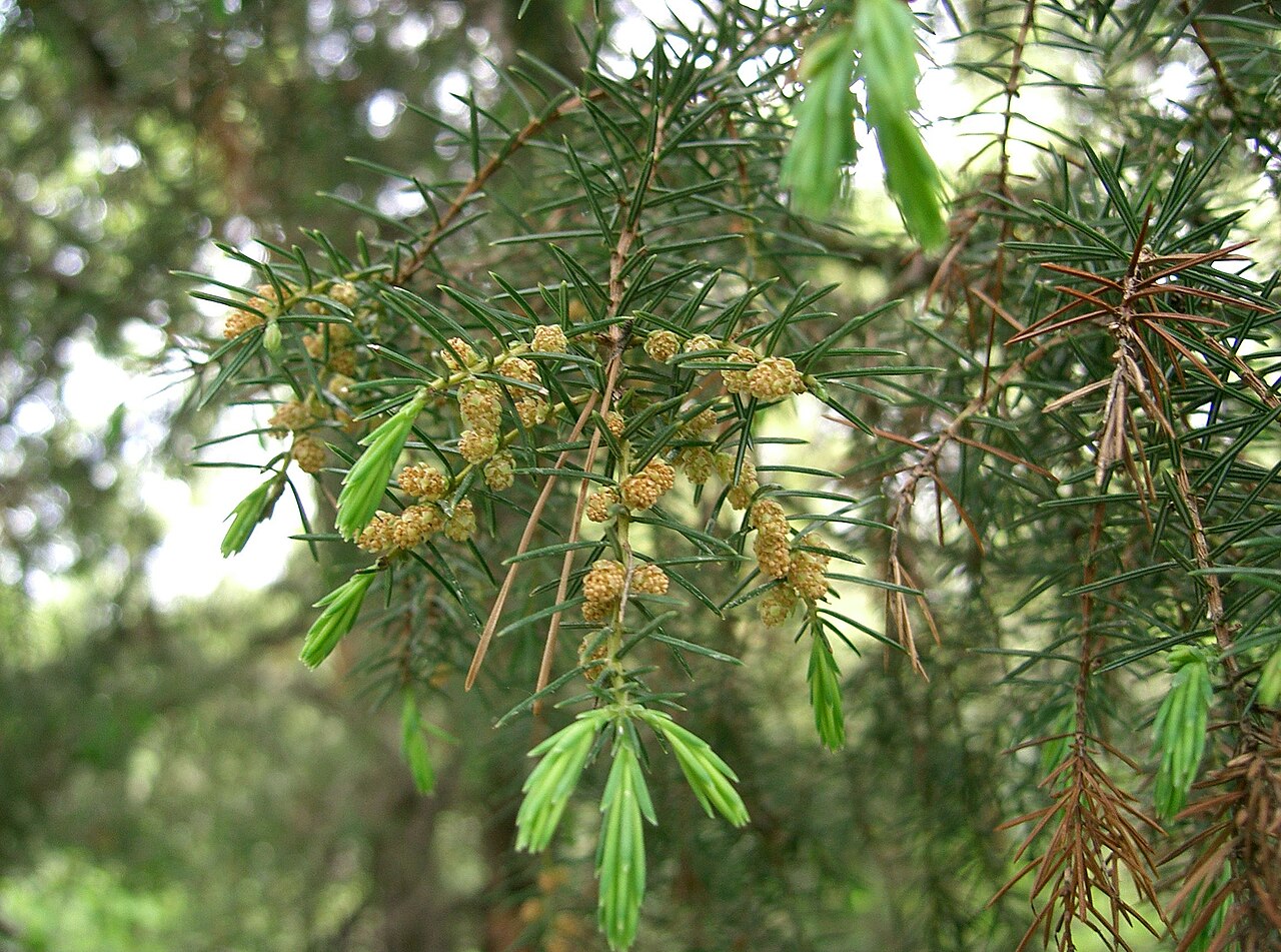 Temple juniper: Juniperus rigida