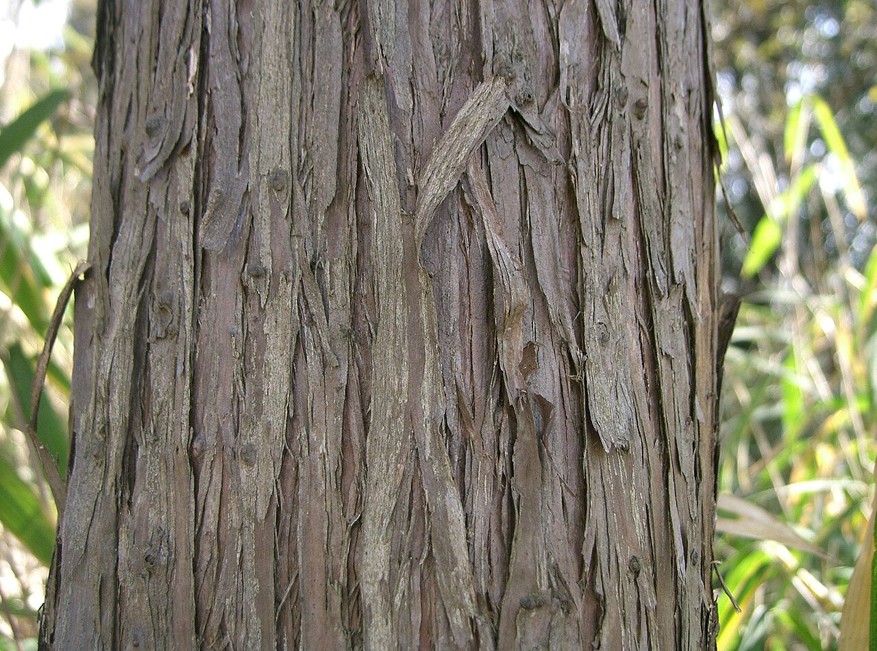 Temple juniper: Juniperus rigida