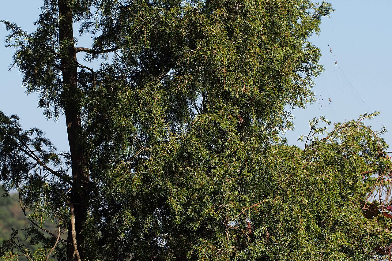 Temple juniper: ネズ.